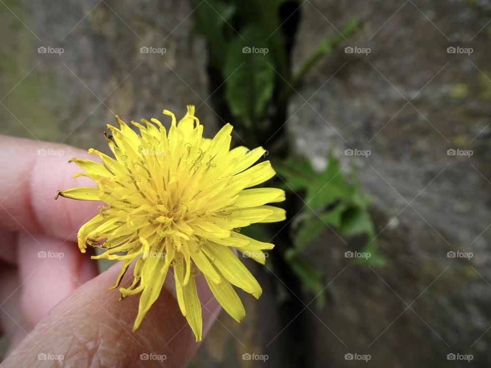 Person holding common dandelion in front of a rock.