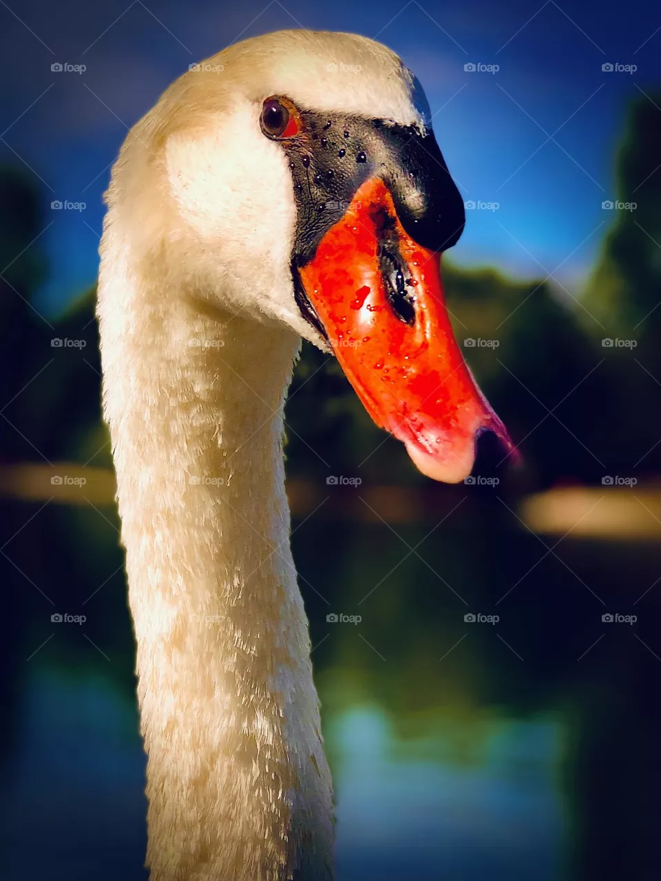 Swan