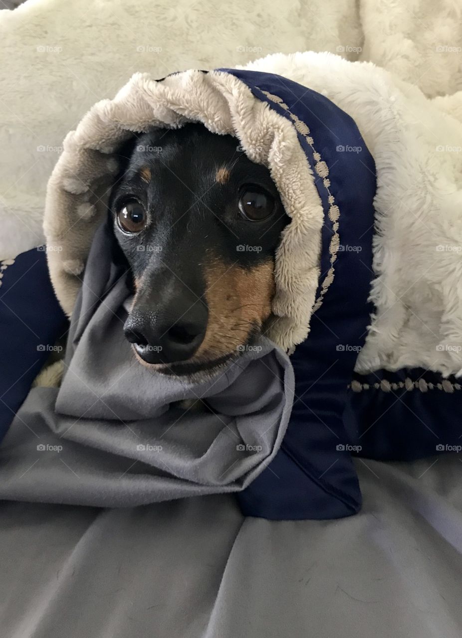 Cold Dog Wrapped in Blanket