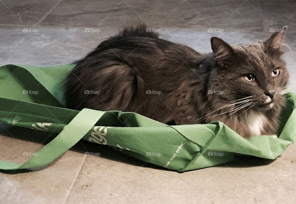 Something about cats and bags