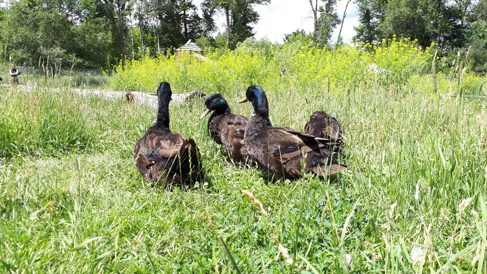A Bunch of Waddling Ducks