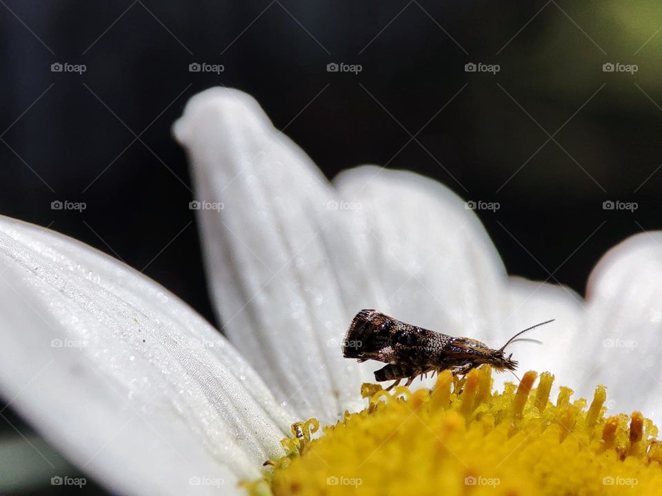Anthophila fabriciana, insect, bug, moth, flying, wings, stinging nettles, nettle-tap