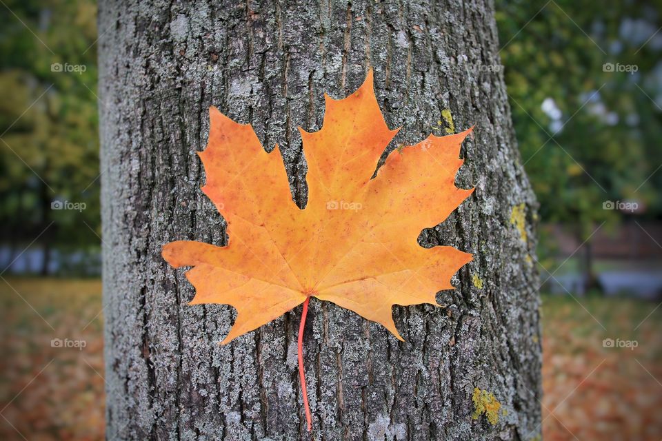 Leaf against a tree trunk. A maple style leaf with a tree trunk background.