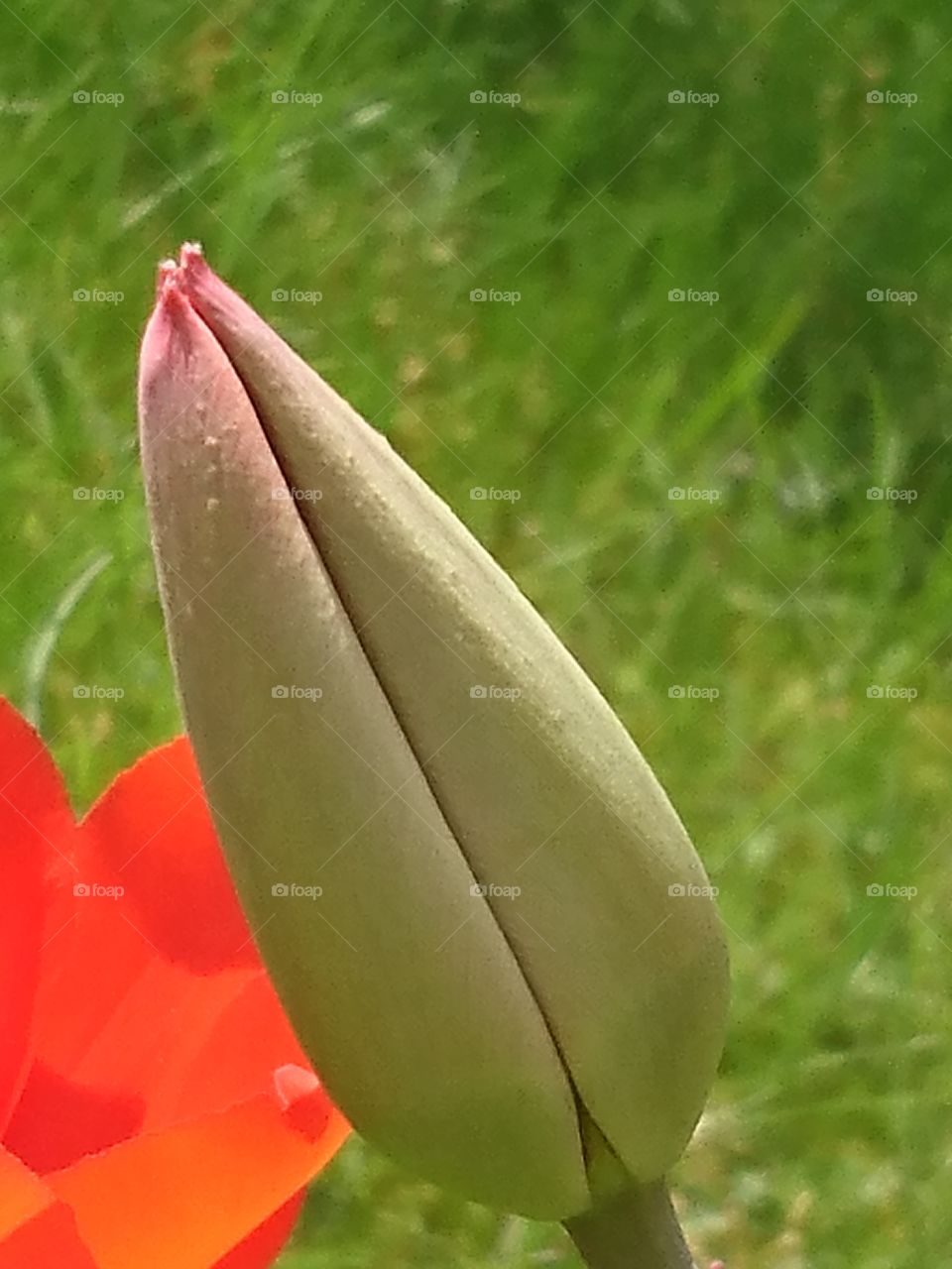 Tulip