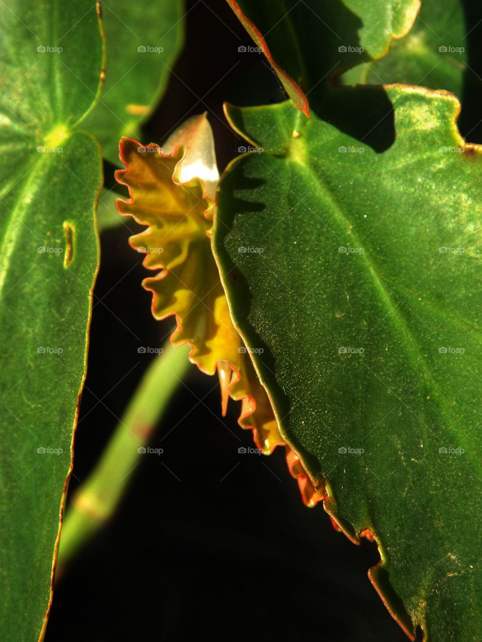 Begonia maculata leaves