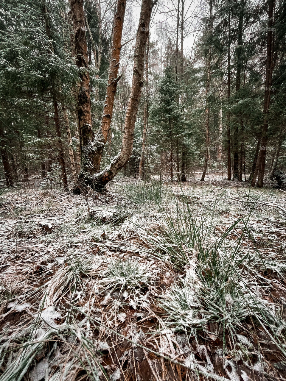 Winter landscape with forest in cloudy December day 