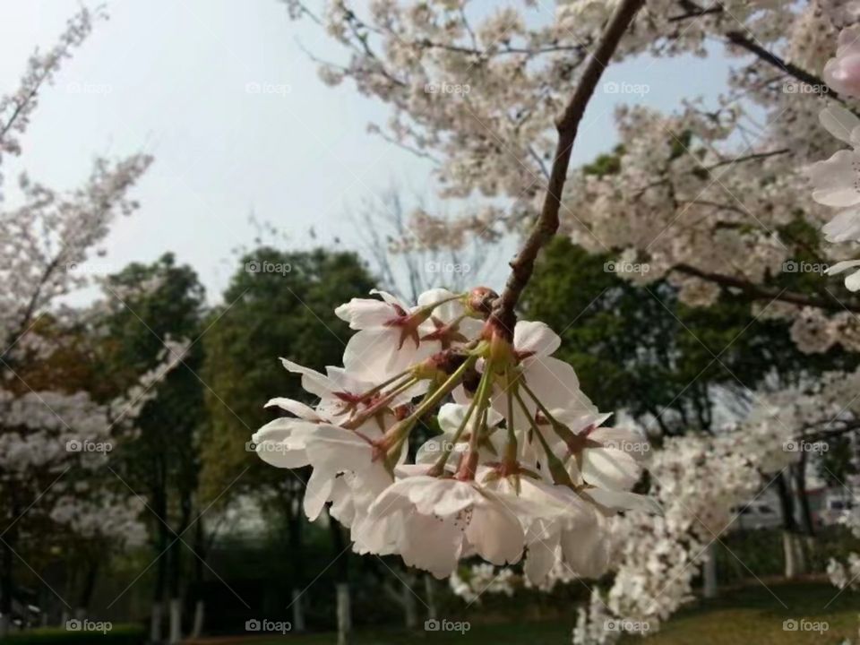 绽放纯洁自由ازهر حرية نقيةMekar kebebasan murni/Kebebasan murni mekar