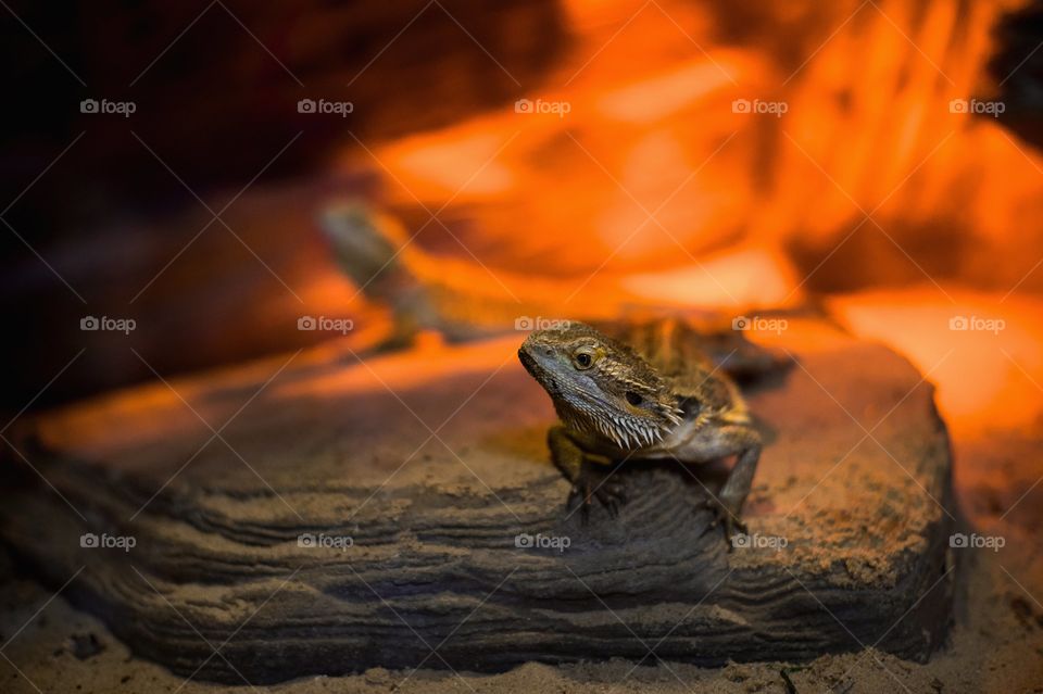 macro photo of the lizard