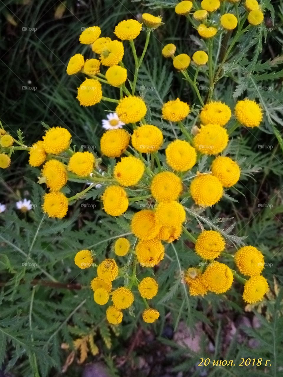 цветы.флора.желтые.лето.обои.