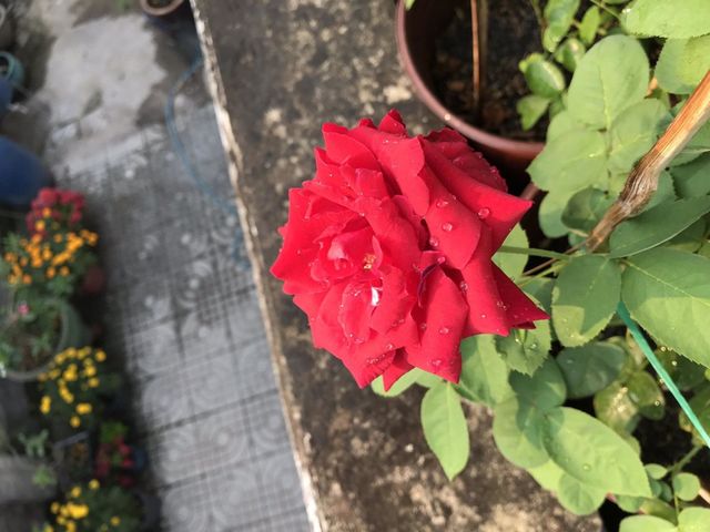 Hoa Hồng.