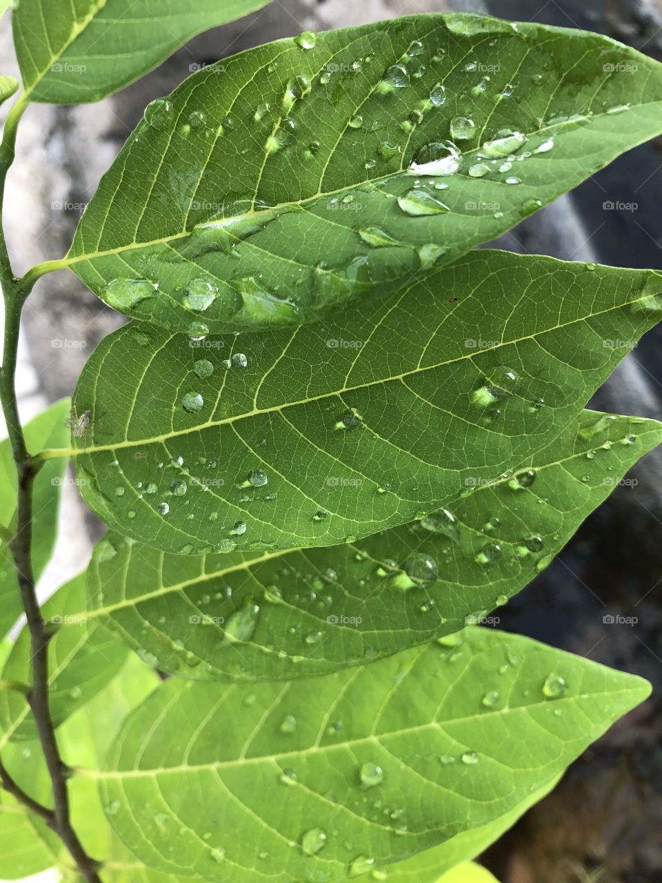 The signs of raining, Countryside ( Thailand 🇹🇭