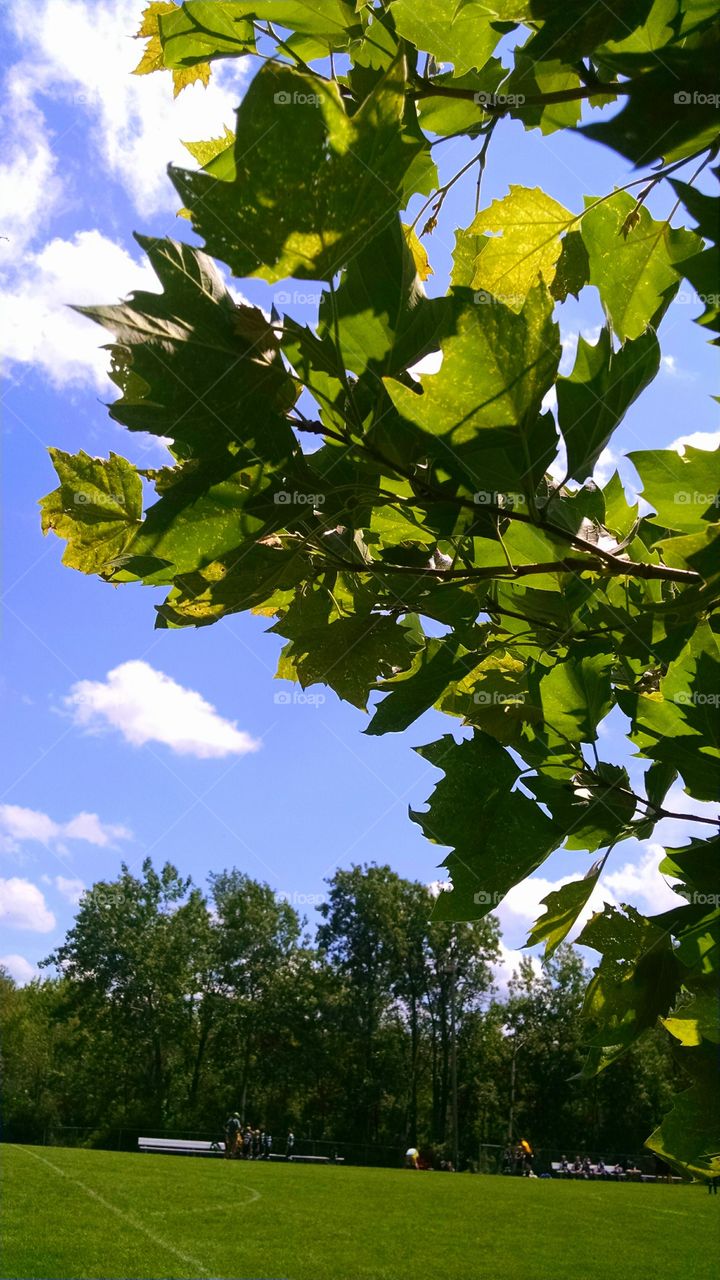 view through the leaves