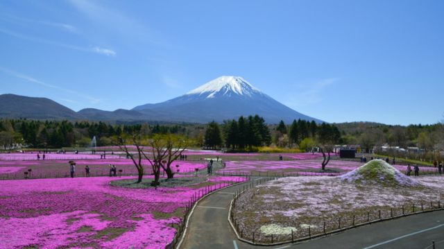Fuji Mountain in Spring 