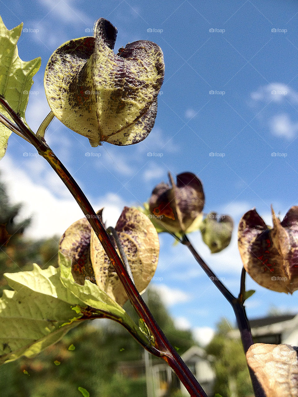 sweden garden sommar summer by elluca
