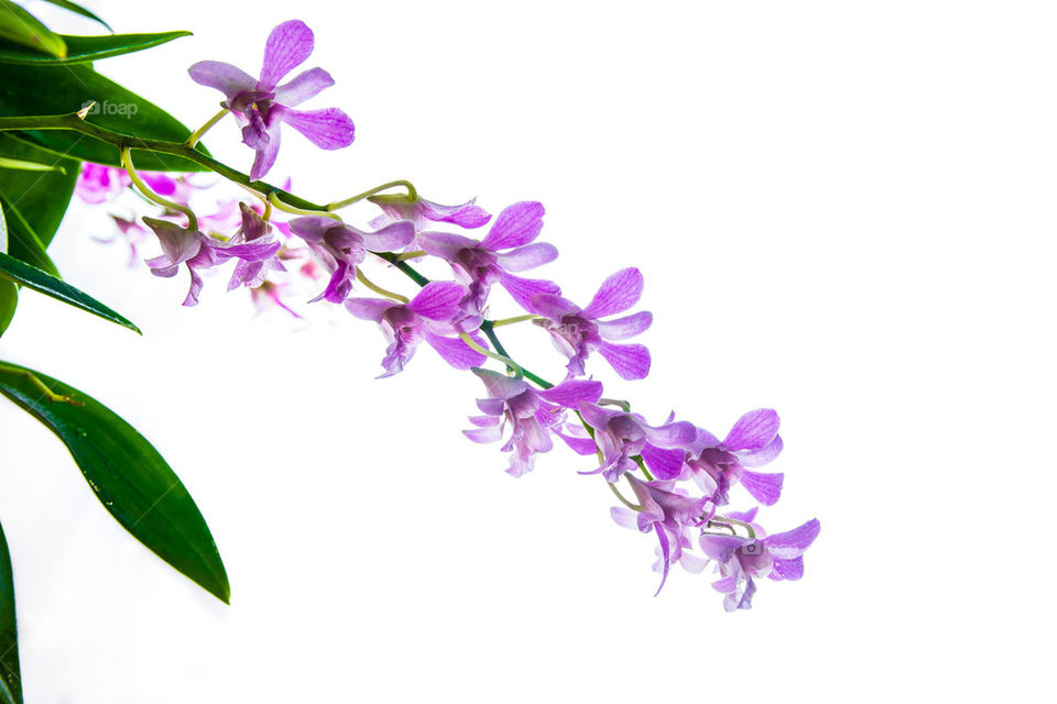 flower with white background