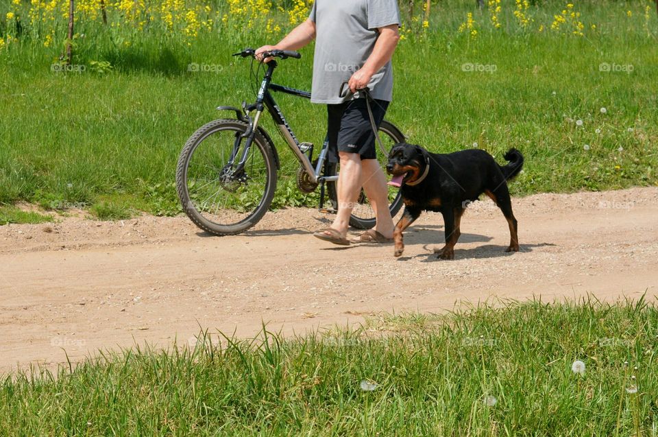 person with bike and dog pet walking nature