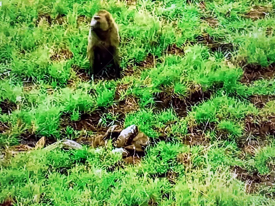 A monkey watches her baby being attacked by a cobra