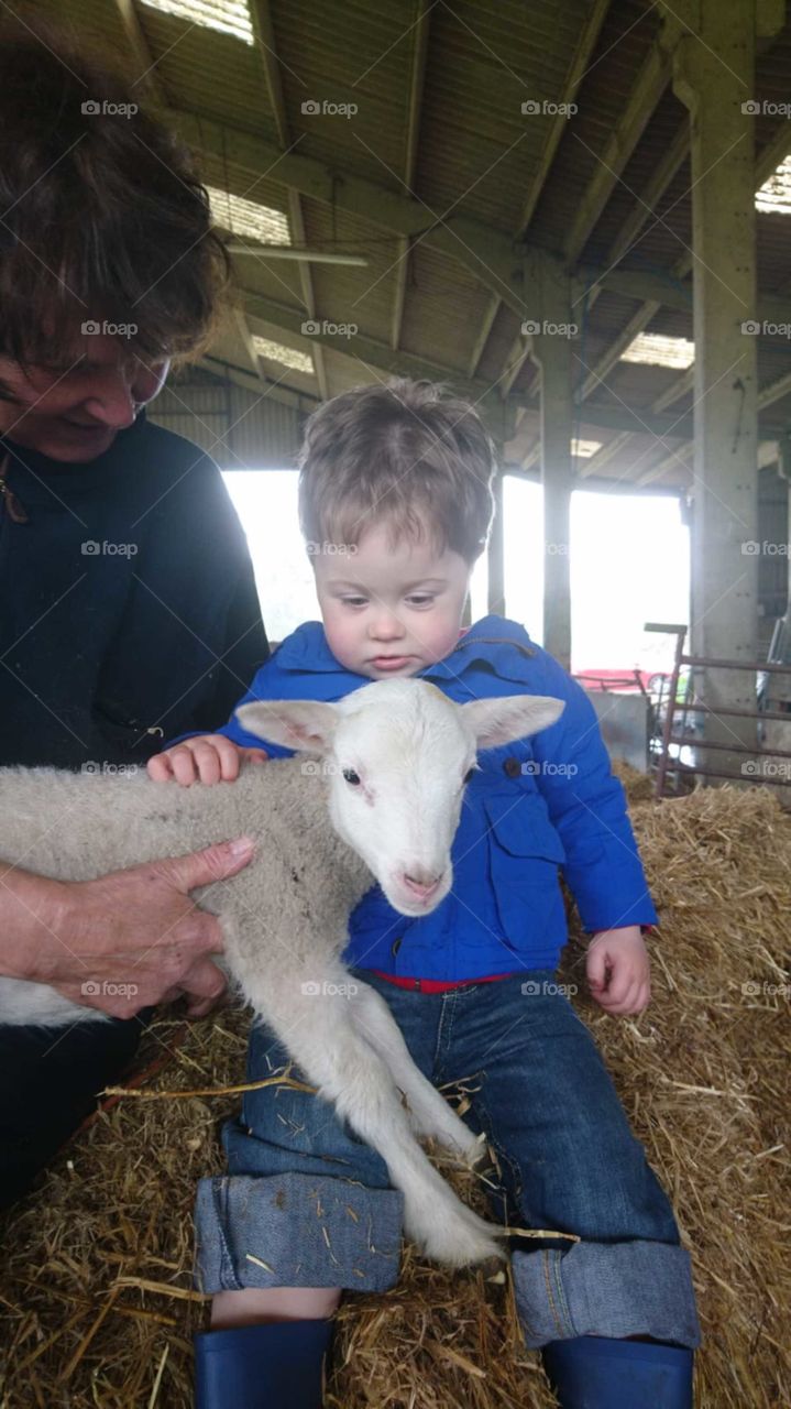Toddler gets to pat a lamb
