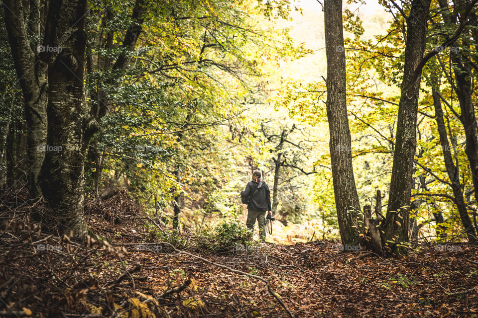 Wood, Tree, Fall, Leaf, Landscape