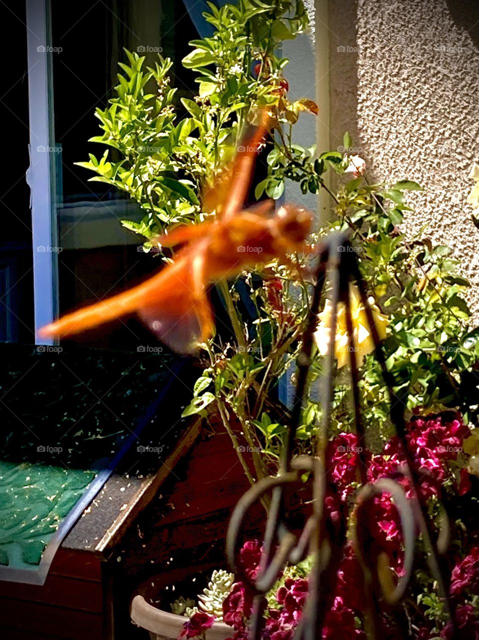 Orange dragonfly visits garden 