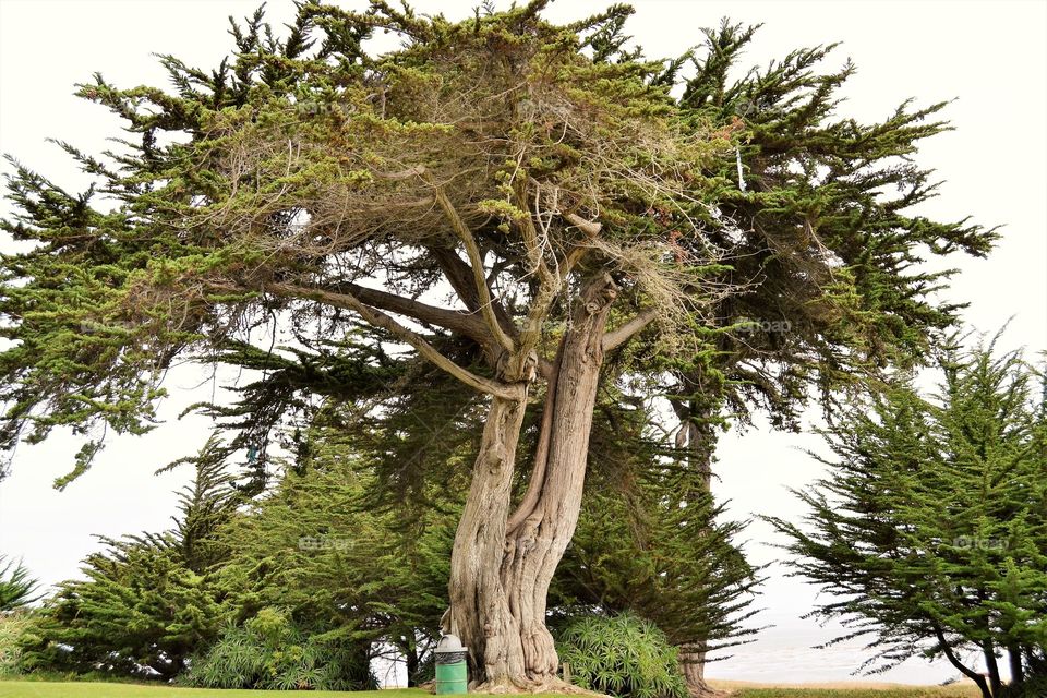 Beautiful tree in California Monterey bay 