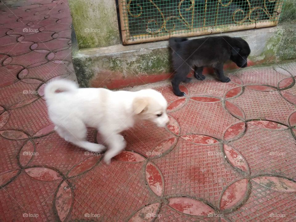 Block and white puppy per