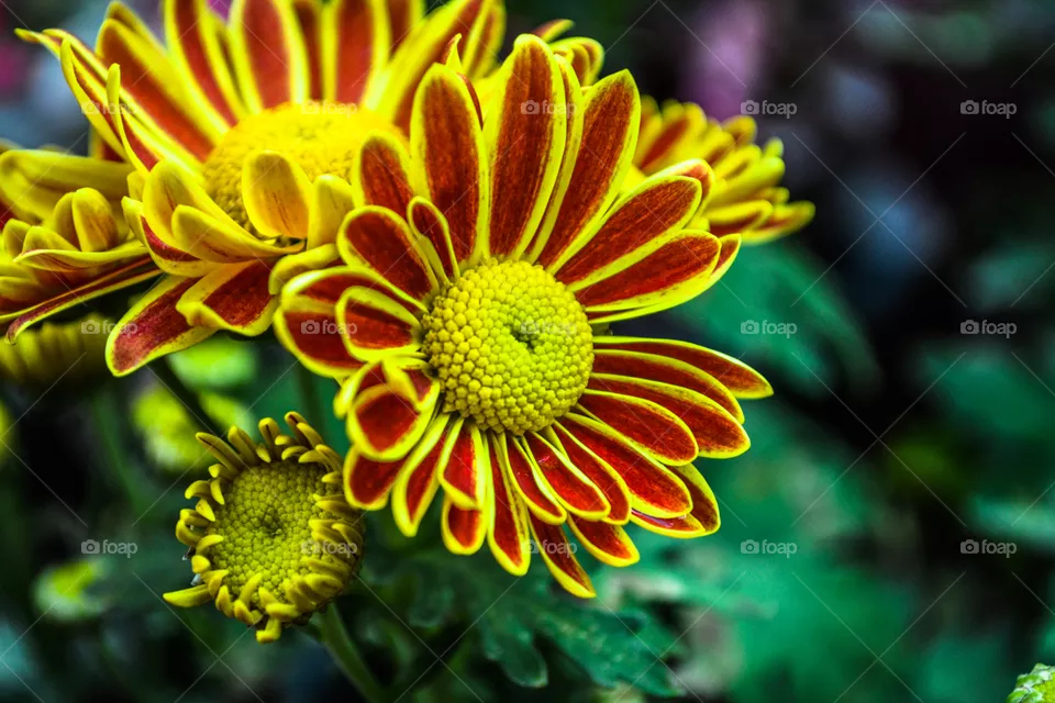 Flowers