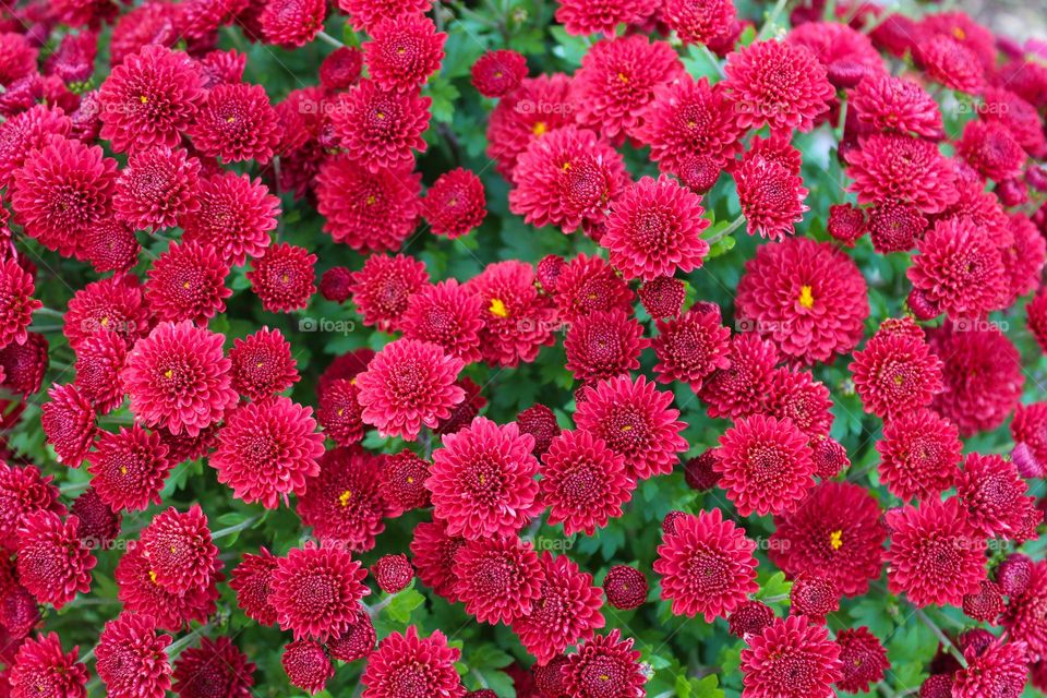 Close up view of lovely tiny red Chrysanthemums flowers