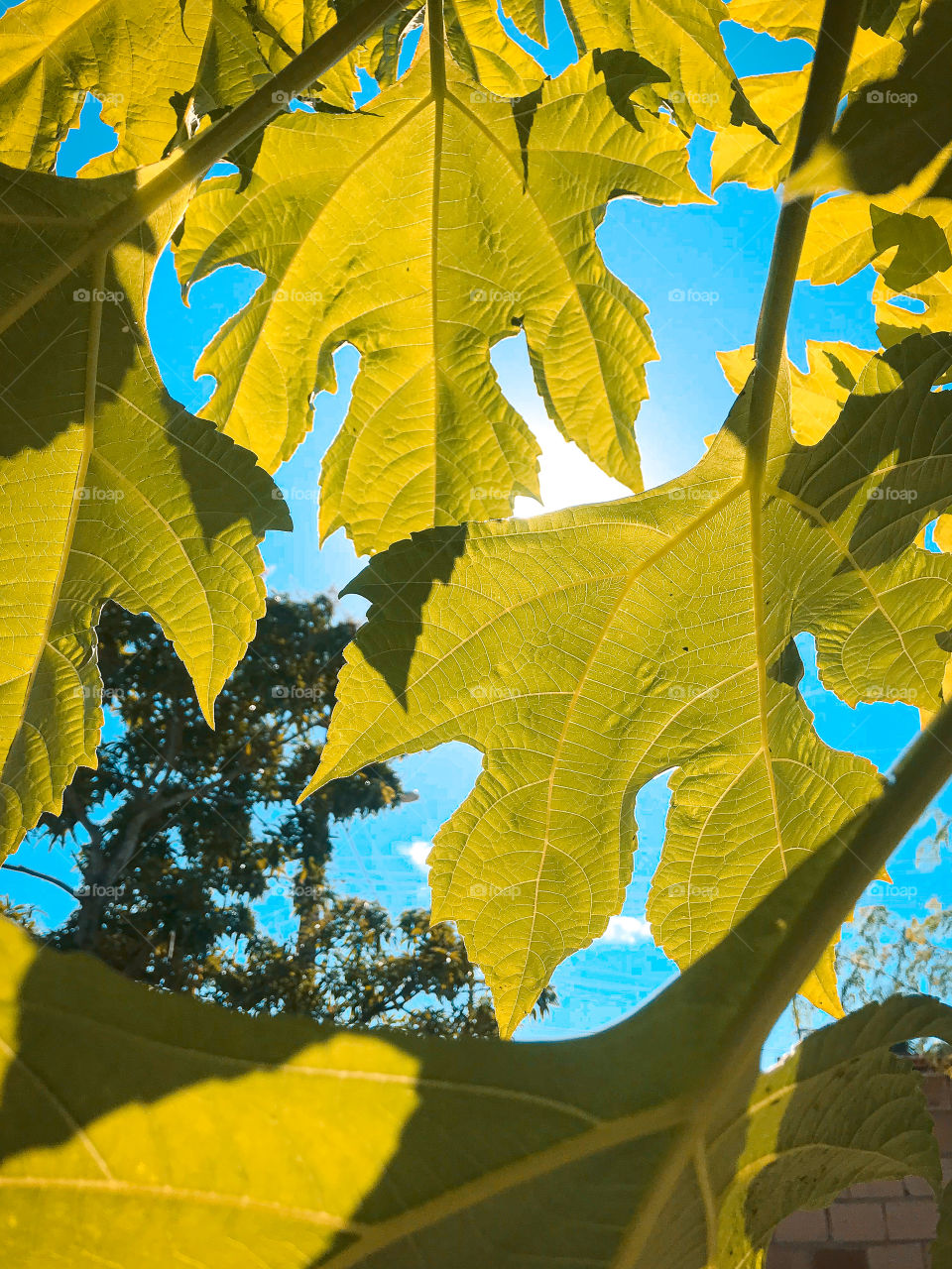 Sun reflecting off sunflower leaves