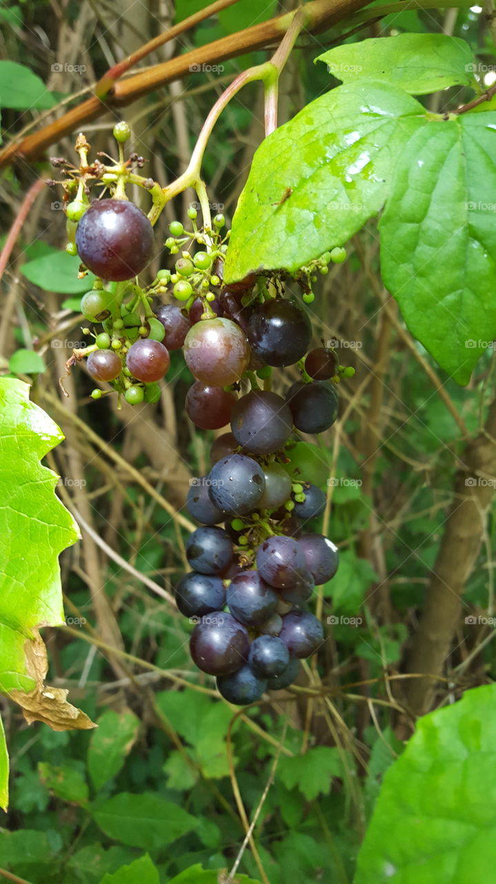 autumn fruit