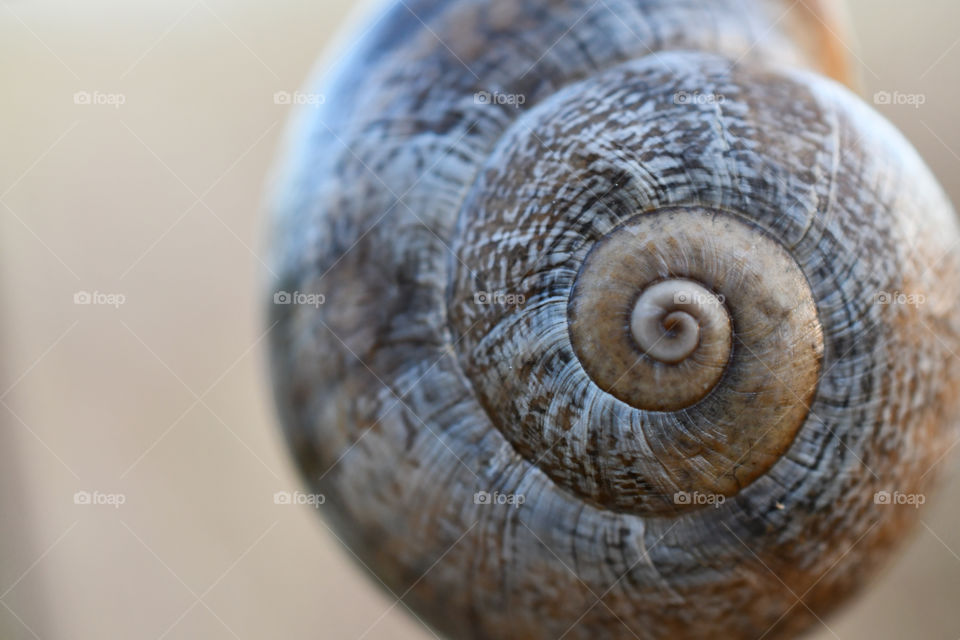 snail