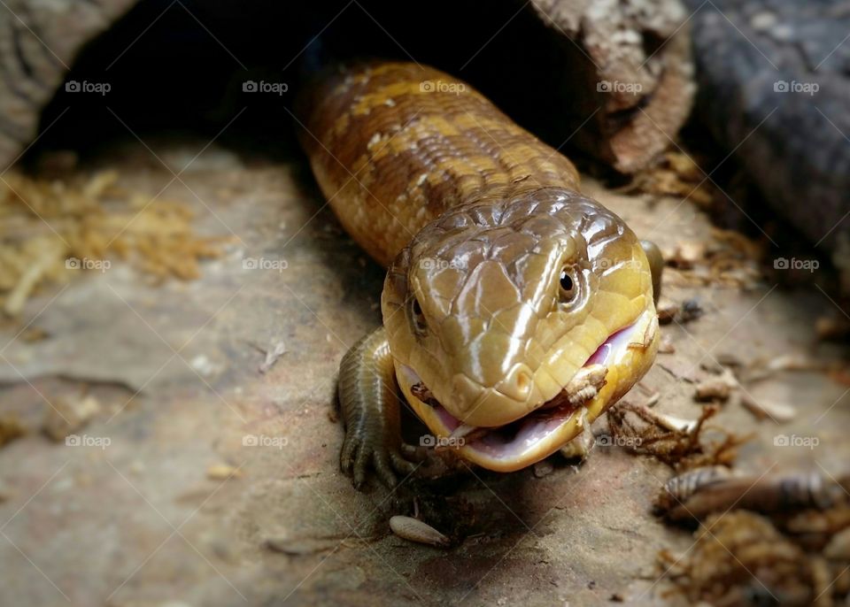 Blue tongue skink eating crickets