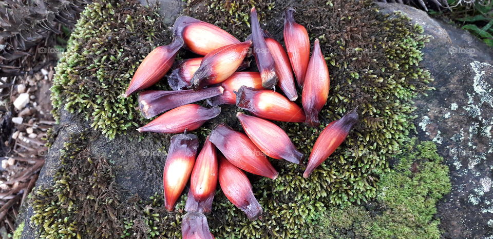 exotic fruit called pinhão