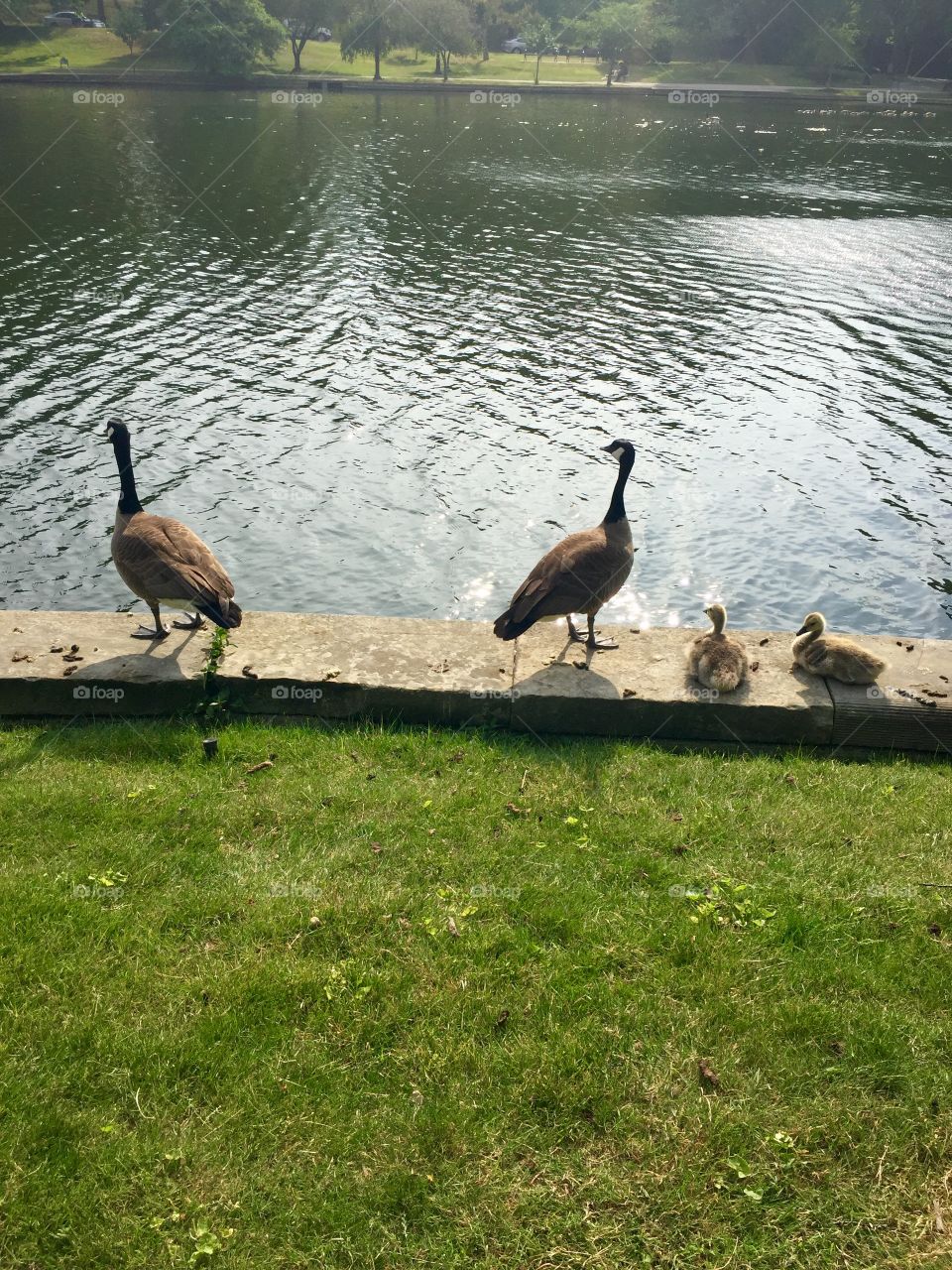 Bird, No Person, Grass, Nature, Wildlife