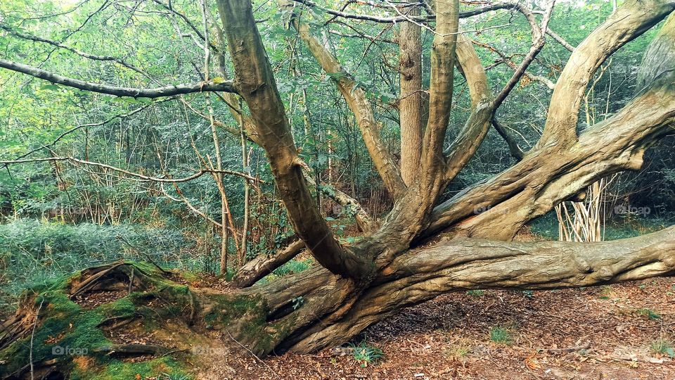 Fallen ancient tree, strong roots, woodland, Wolf Forest