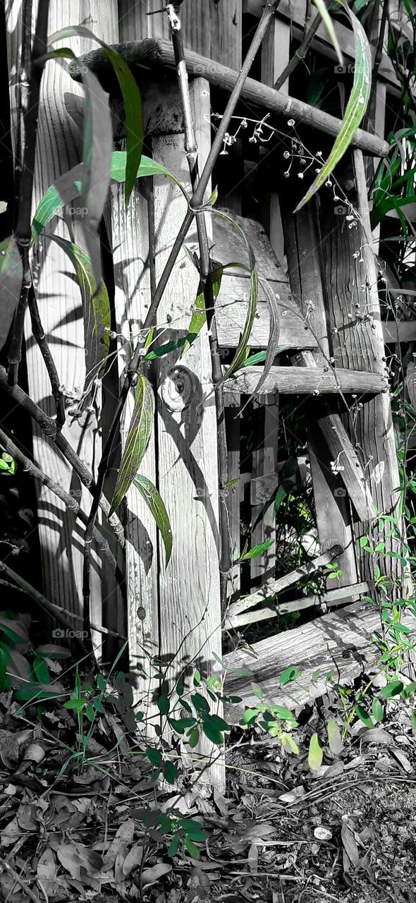 old step ladder I can't seem to part with.