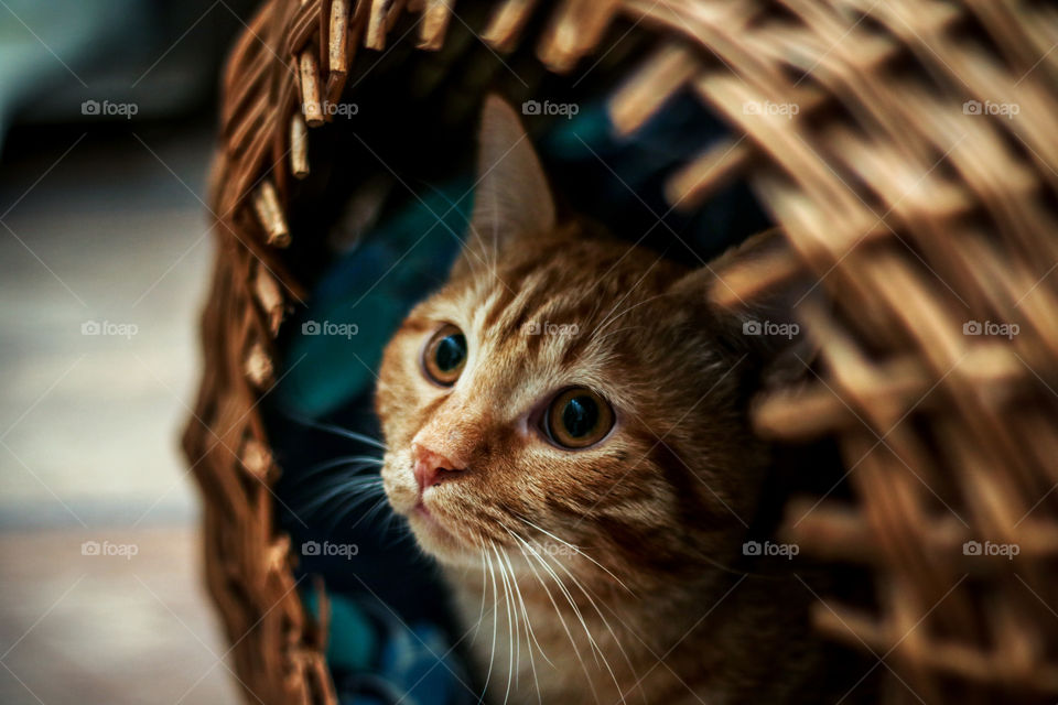 Close-up of a cat