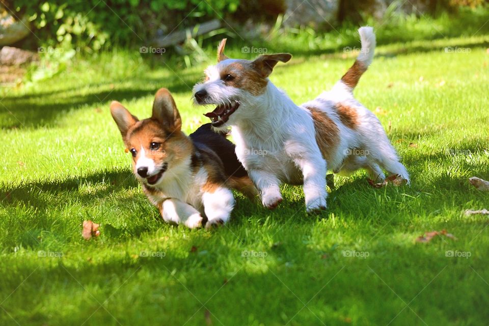 Happy dogs