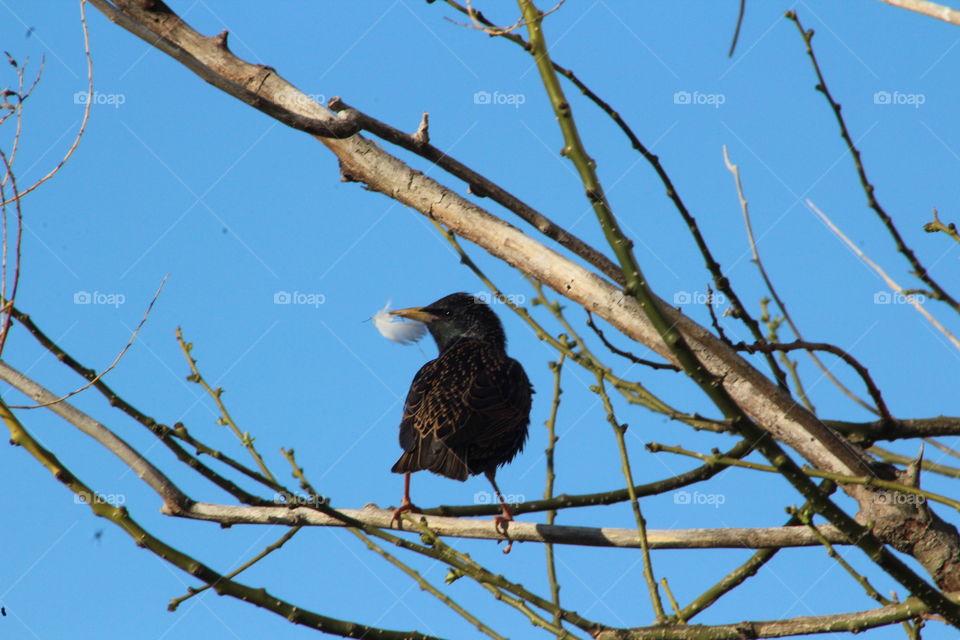 Starling on branch with white feather in bill, blue sky background 