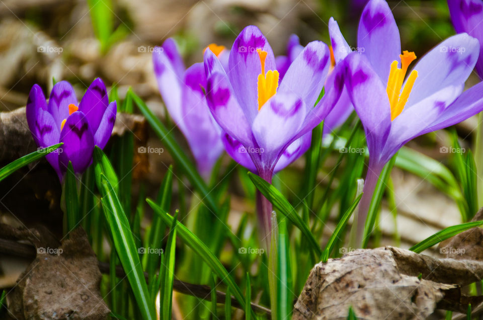 Macro shots!