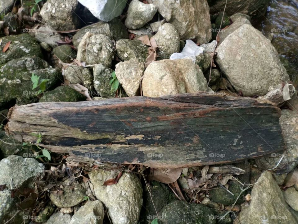 Malaysian Forest/Hutan Malaysia/الغابات الماليزية/马来西亚山林