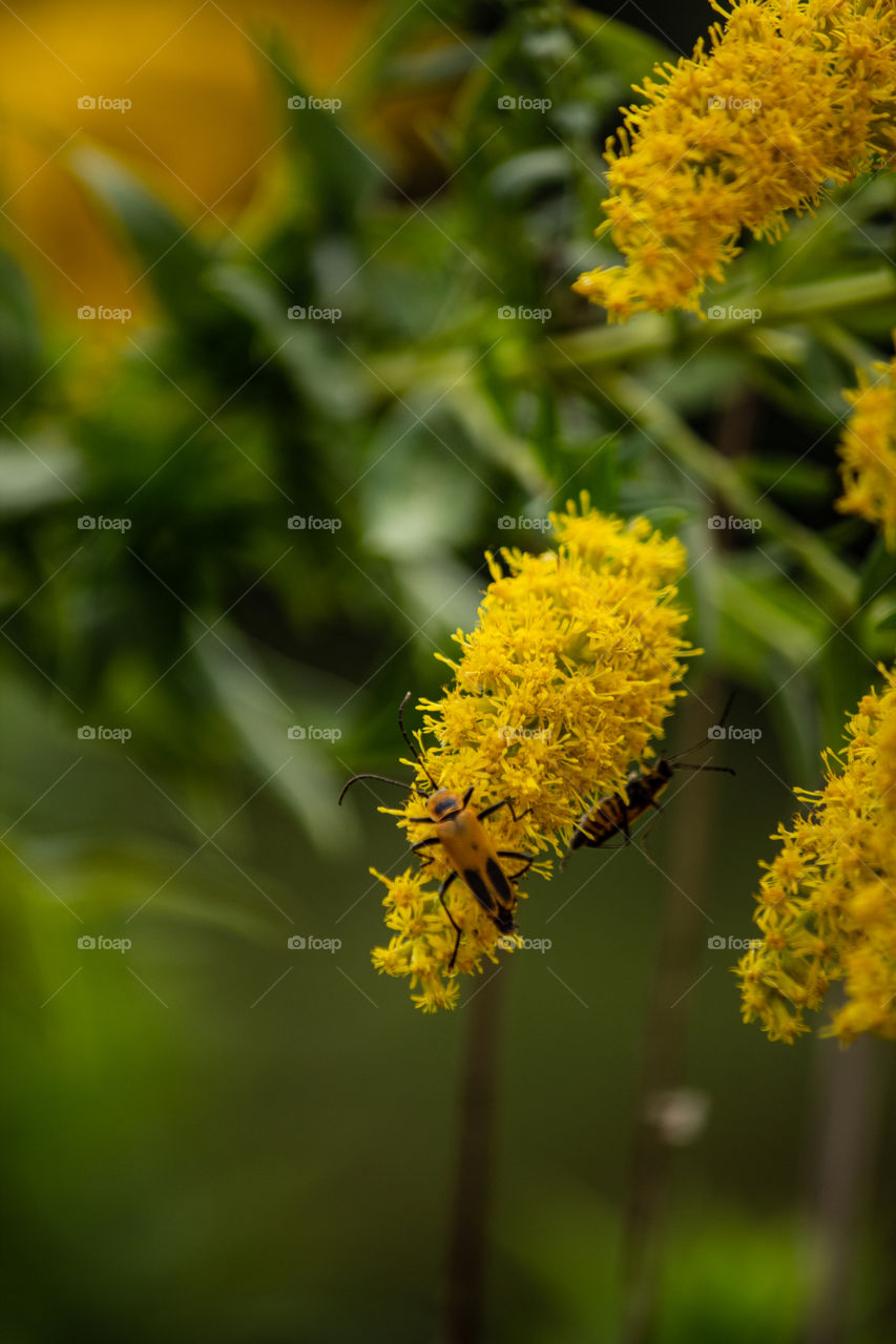 Goldenrod Soldier Beetle 