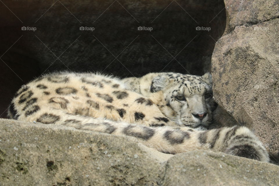 Not so sleepy snow leopard