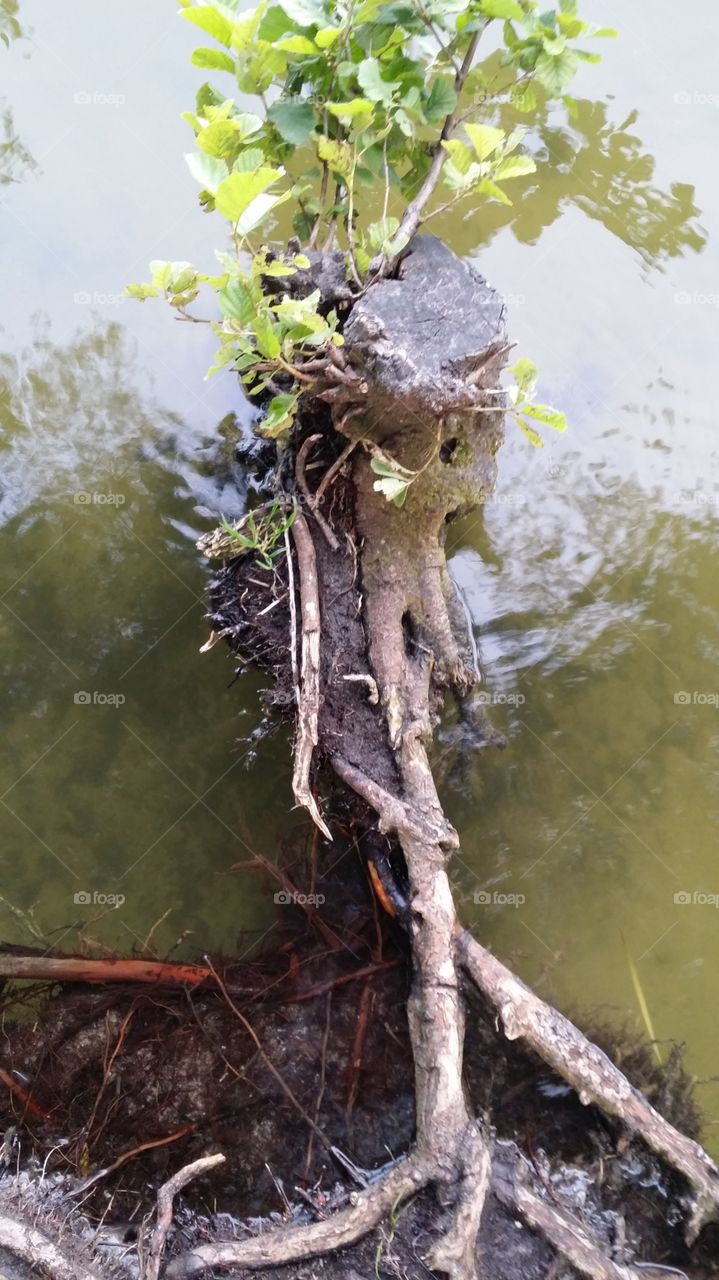 Tree stump. ENGLISH

Stump in the water. Surviving because the roots hold the mainland