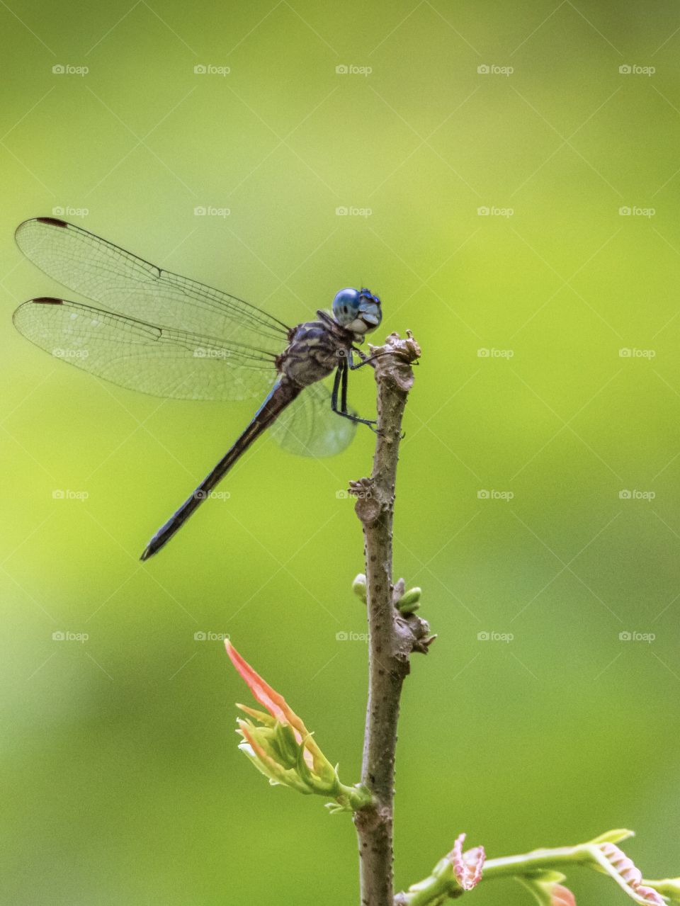 Closeup of blue dragonfly perched on a twig