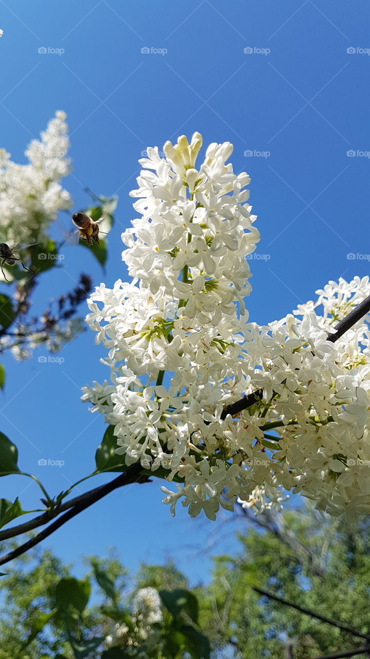 bee flying to the lilac tree