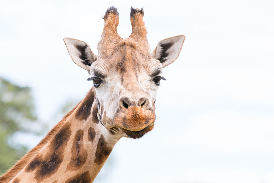 Head portrait of beautiful giraffe 