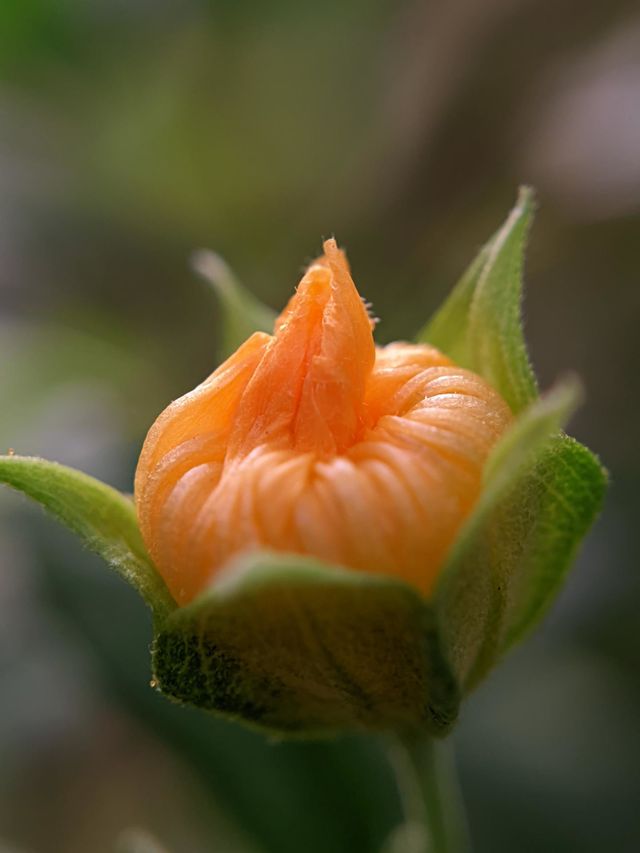 flower🌷