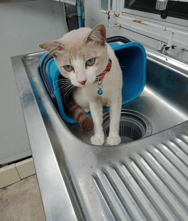 Cute cat