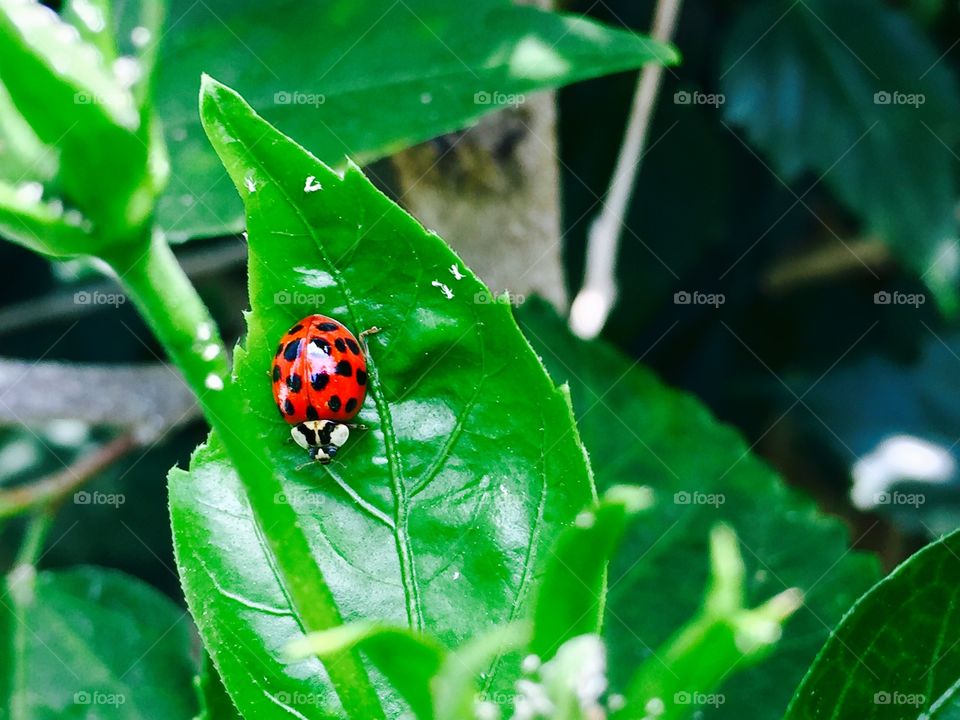 Sweet Ladybug 